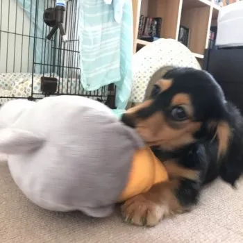 Newyorko 様のお迎えした子犬