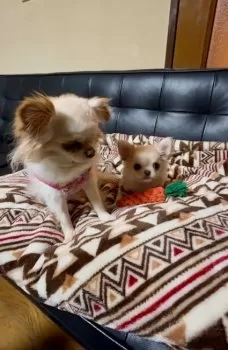 さち 様のお迎えした子犬