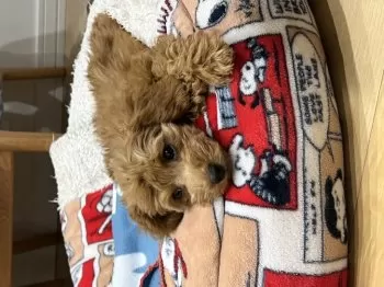 さくらえこ 様のお迎えした子犬