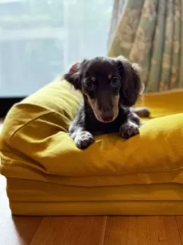 りん 様のお迎えした子犬