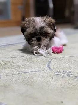 フク 様のお迎えした子犬