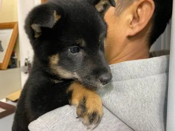 すすむ 様のお迎えした子犬