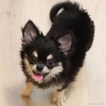 Y.T 様のお迎えした子犬