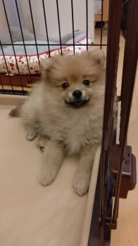 まゆ 様のお迎えした子犬