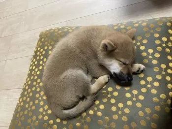 なほ 様のお迎えした子犬