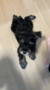 くう 様のお迎えした子犬