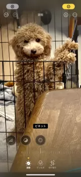 YU 様のお迎えした子犬