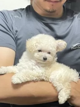 おもち 様のお迎えした子犬