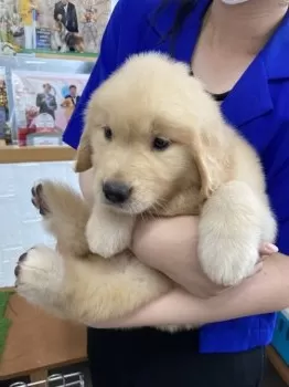 うらら 様のお迎えした子犬