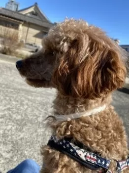 まりえもん 様のお迎えした子犬