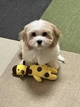 のぐっちゃん 様のお迎えした子犬