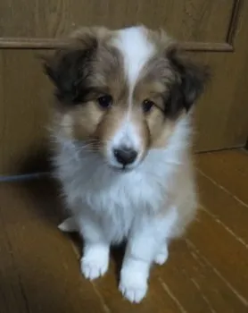 M.M 様のお迎えした子犬