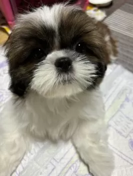 まろまろ 様のお迎えした子犬