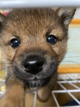 シン 様のお迎えした子犬