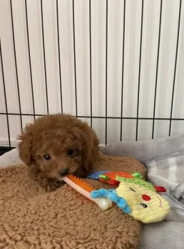 Y.O 様のお迎えした子犬