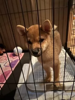 れん 様のお迎えした子犬