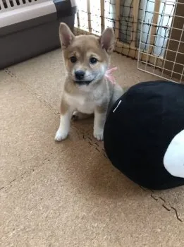 Kパン 様のお迎えした子犬