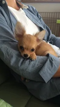 ザラメのママ 様のお迎えした子犬