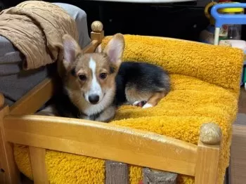 けいか、れんこママ 様のお迎えした子犬