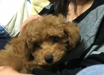 れんな 様のお迎えした子犬