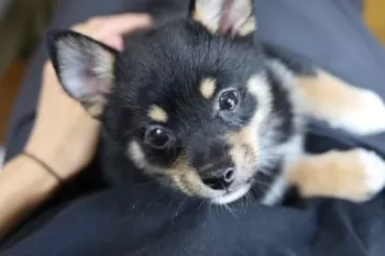 みかん 様のお迎えした子犬