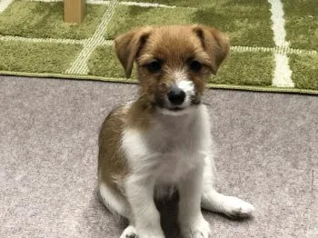 みの 様のお迎えした子犬