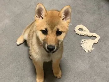 ふく 様のお迎えした子犬