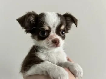 まっきー 様のお迎えした子犬