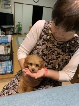 サンデイ 様のお迎えした子犬