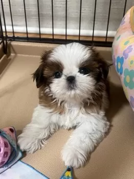 パロちゃん 様のお迎えした子犬