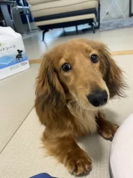 A.M 様のお迎えした子犬