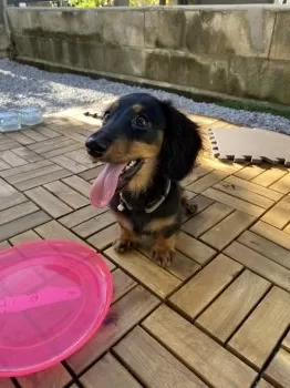 N.K 様のお迎えした子犬