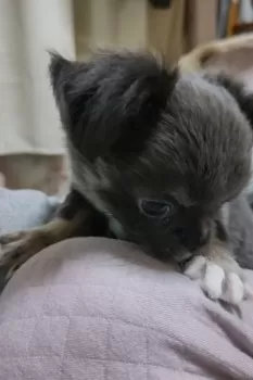 N.S 様のお迎えした子犬