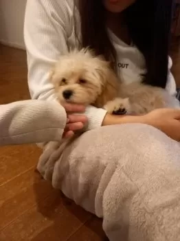 ゆかり 様のお迎えした子犬