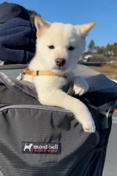 S.Ｉ 様のお迎えした子犬