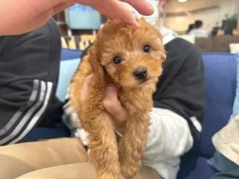 あらとも 様のお迎えした子犬