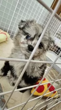 にんにん 様のお迎えした子犬