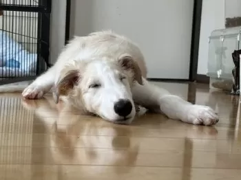 るる 様のお迎えした子犬