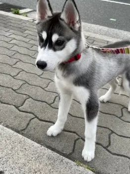 おゆき 様のお迎えした子犬