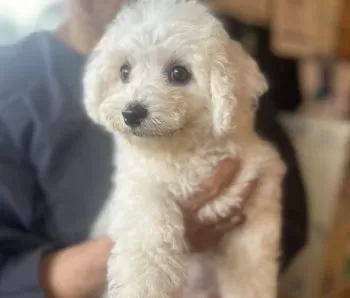 ごーや 様のお迎えした子犬