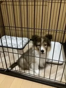 くう 様のお迎えした子犬