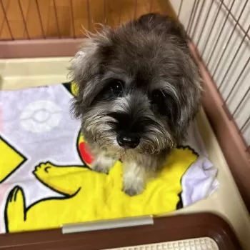 まりお 様のお迎えした子犬