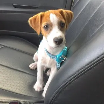 マエハマ 様のお迎えした子犬