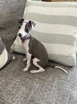 カエルコ 様のお迎えした子犬