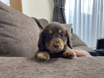 ゆき 様のお迎えした子犬