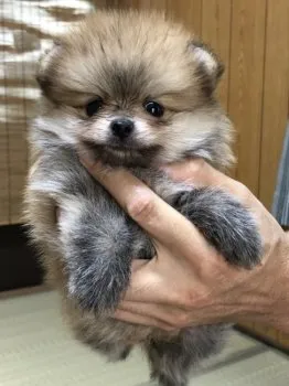 コロちゃん 様のお迎えした子犬