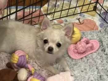 きなことりりー 様のお迎えした子犬