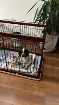 ロンパパ 様のお迎えした子犬