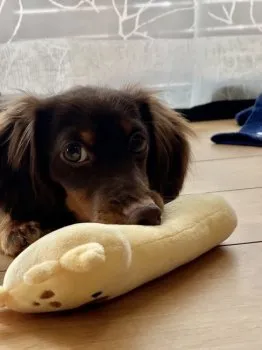 N.S 様のお迎えした子犬