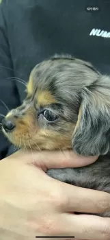 M.N 様のお迎えした子犬